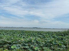 -七的湖·晚芳亭·阳澄湖农家菜·大闸蟹(莲花岛店)
