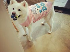 -八公叔叔宠物美容连锁(春申店)