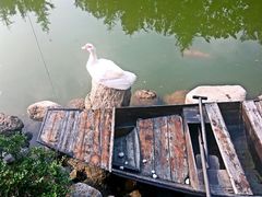 -芭东小镇温泉