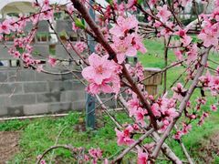 -前小桔亲子创意农场·草莓采摘·露营烧烤