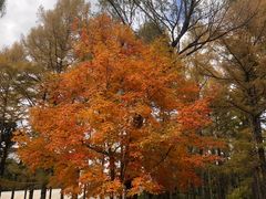 -长春市南湖公园