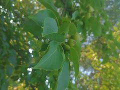 -长春公园(普阳街道)