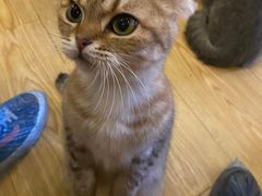 -萌喵咖啡屋(人民东路4号口M16商铺店)