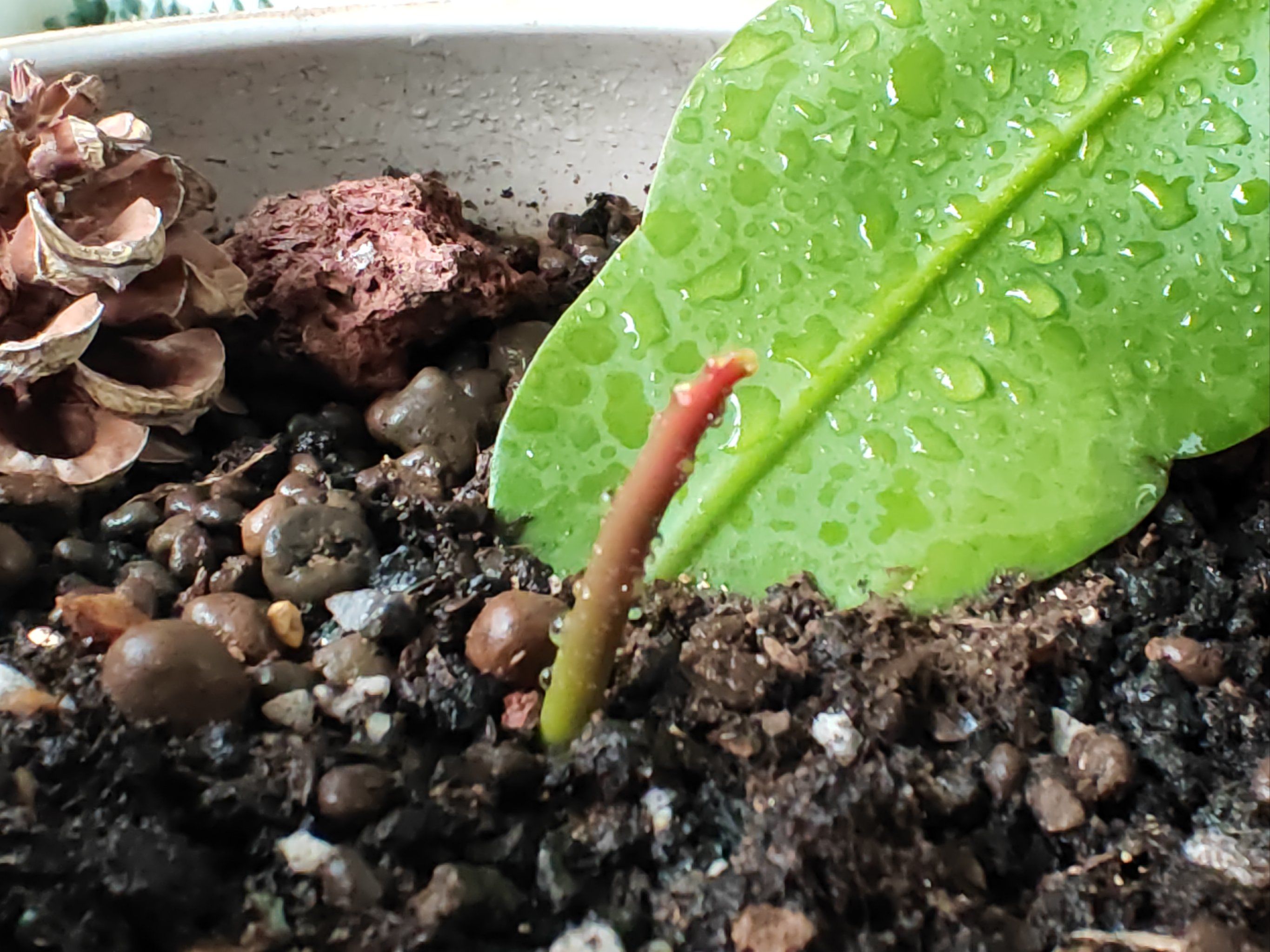 花花幼崽发芽了