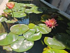 -护国法轮寺