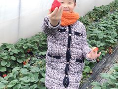 -小鱼草莓采摘园农家乐·小鱼餐厅