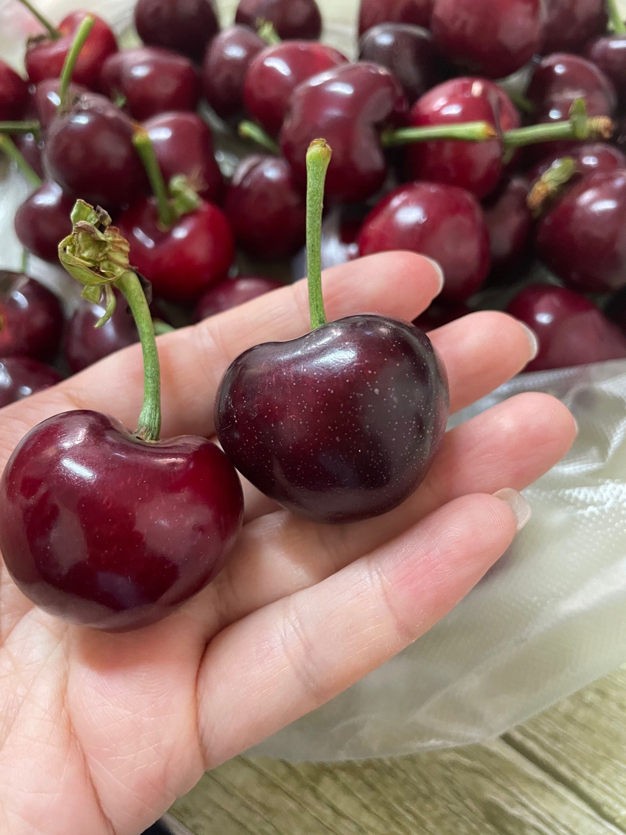 又到了吃樱桃的季节