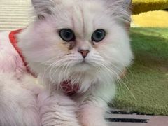 -大型宠物商超·宠海王国·宠物猫狗活体·用品·美容(新世界百货重庆店)