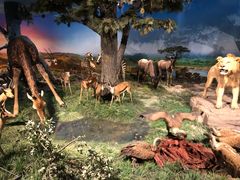 -国家自然博物馆