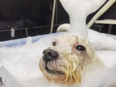 -小尾巴宠物店(万科·金域华庭店)