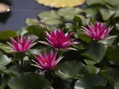 -国家植物园南园