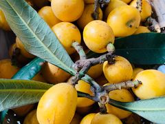 -塘栖枇杷特色园区