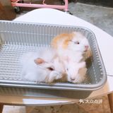 73元跟可爱的动物[呲牙]