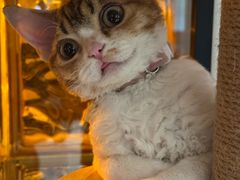 -momokira米努特·德文卷毛猫·棉花面纱犬