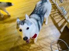 -Husky Go! 哈士奇体验馆·宠物咖啡厅狗咖