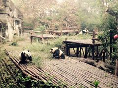 -成都大熊猫繁育研究基地