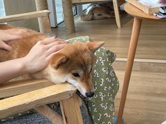 -南京Hallo宠物乐园·哈罗犬舍·柴犬繁育基地