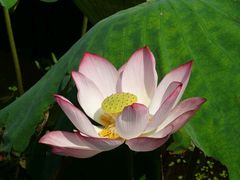 -荷花荡