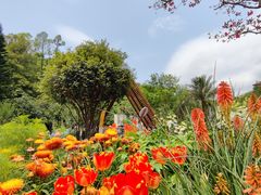 -深圳仙湖植物园