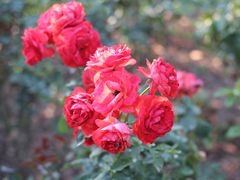 -人民公园(罗湖区)