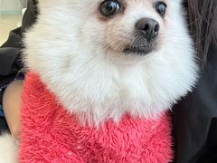 -怪兽屋·羊驼·猫咖·狗咖(俊华广场店)