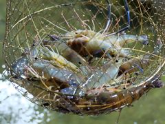 -光头佬钓虾场·烧烤·聚餐·亲子(金沙洲店)