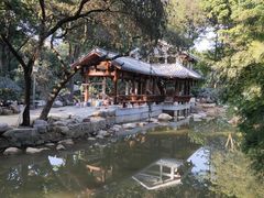 -金花茶公园