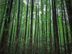 -山王坪喀斯特国家生态公园