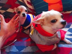 -椿树下·Tattoo纹身工作室