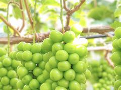 -尚果生态采摘园