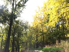 -阳台山自然风景区