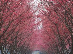 -合肥滨湖国家森林公园