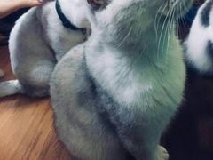 -李小姐の猫咖啡馆(五角场店)