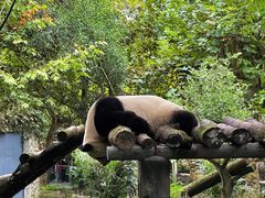 -都江堰中华大熊猫苑