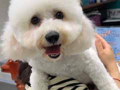 -心仪动物医院·牙专科·肿瘤·心脏科(西客站院)