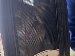 -天宠宠物医院24小时·急重症诊疗中心·全科·腔镜特色(和平分院)