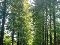 -黄海国家森林公园