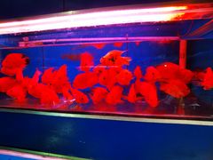 -桂林市花鸟市场