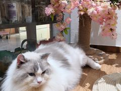 -1013 PET SHOP精品宠物商店(丁香店)