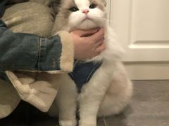 -李小姐の猫咖啡馆(五角场店)