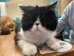 -猫小院猫主题咖啡厅(北锣店)