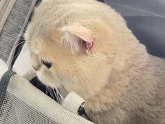 -天使宠物医院·犬猫分诊(彩虹店)