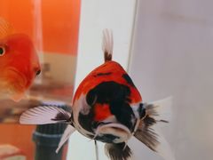 -秤砣砣·湖南粉面馆(青年路店)