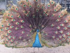 -北京麋鹿生态实验中心