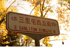 -三里屯东五街银杏大道