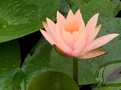 -荷塘月色湿地公园·向阳花洲