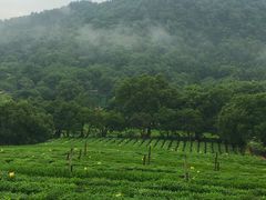 -中国茶叶博物馆(双峰馆区)