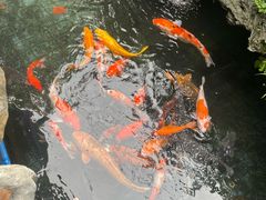 -华园农庄·特色炭烧鸡·北江河鲜