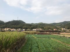 -红山村