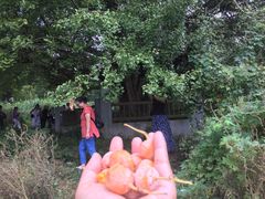 -天花井景区